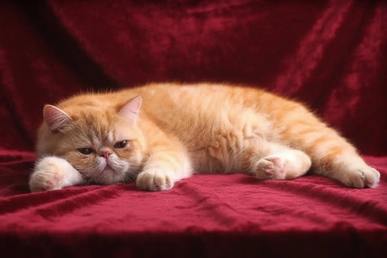 Illa Daurada Amber of Casa Belich - foto 2