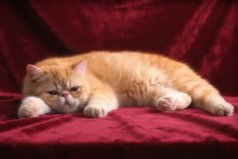 Nuestros Gatos - Foto de un gato adulto de Casa Belich