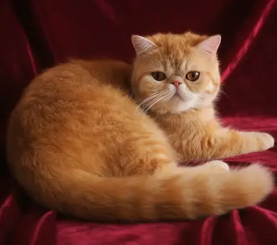 Nuestros Gatos - Foto de un gato adulto de Casa Belich