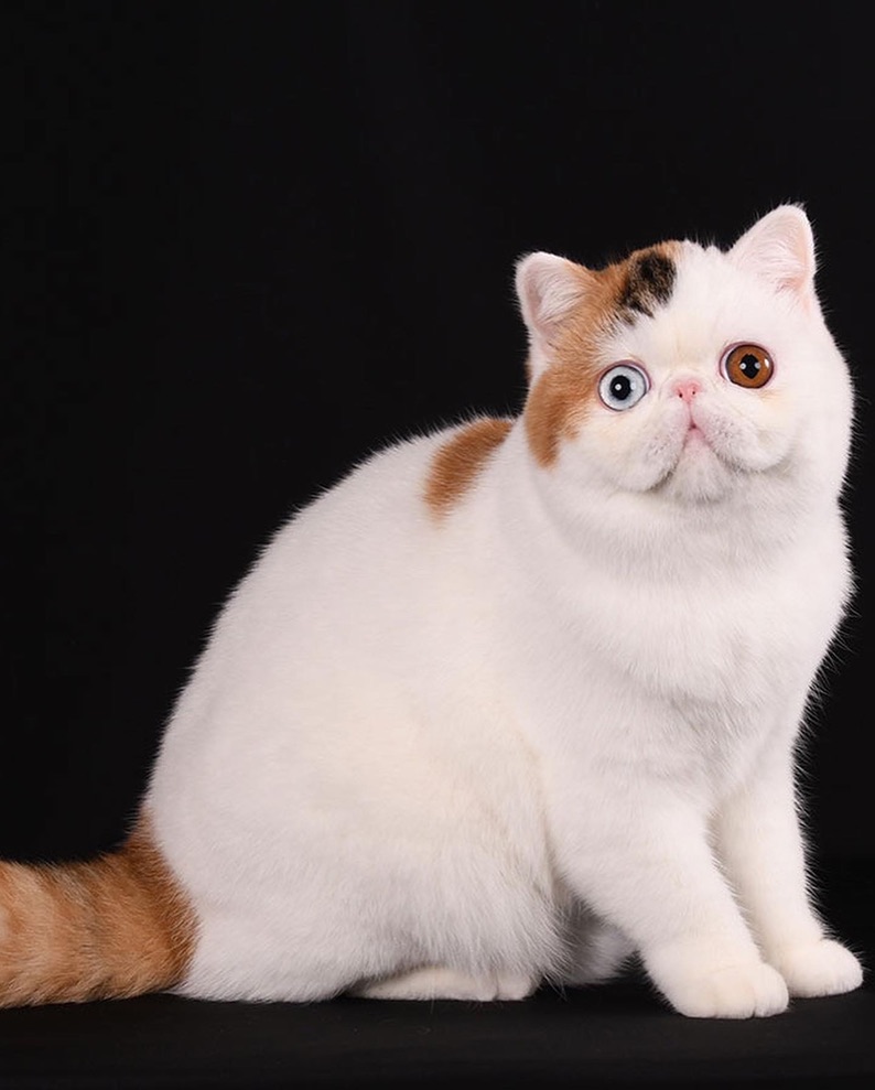 PL* Jantar Dora of Casa Belich - foto 3