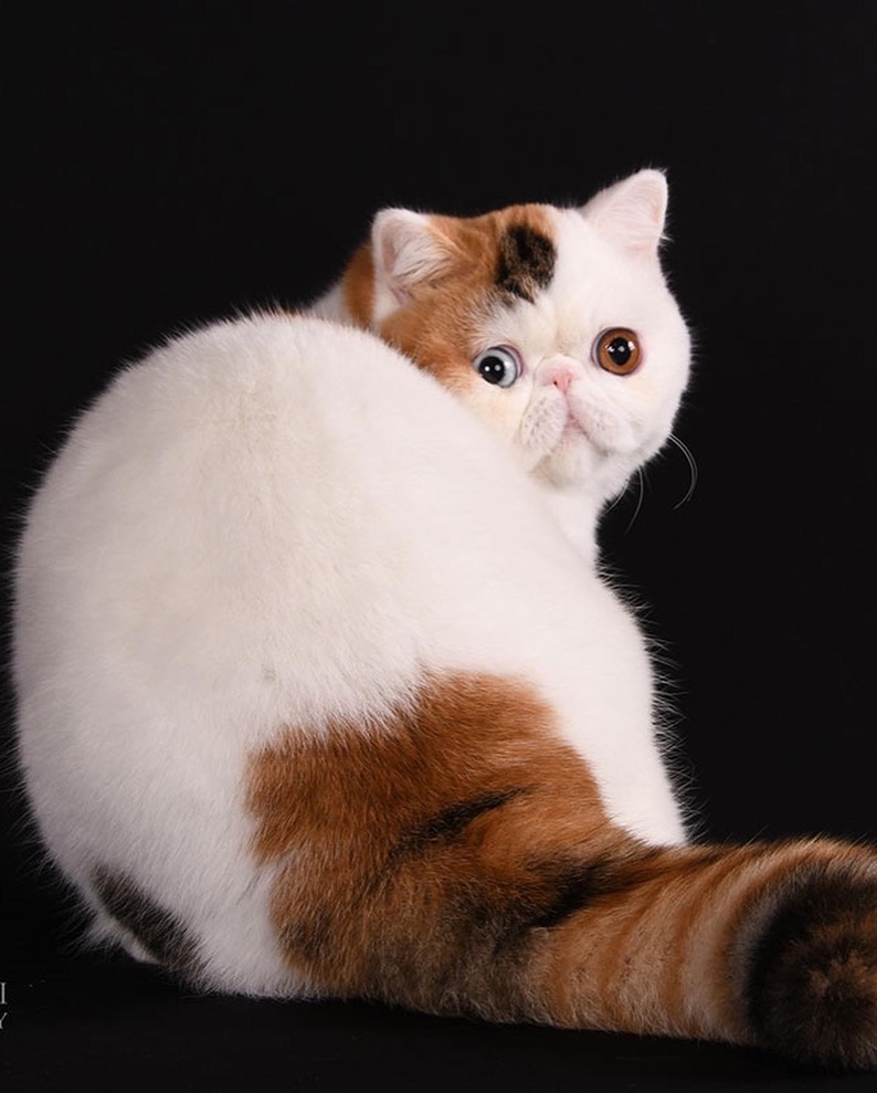 PL* Jantar Dora of Casa Belich - foto 4