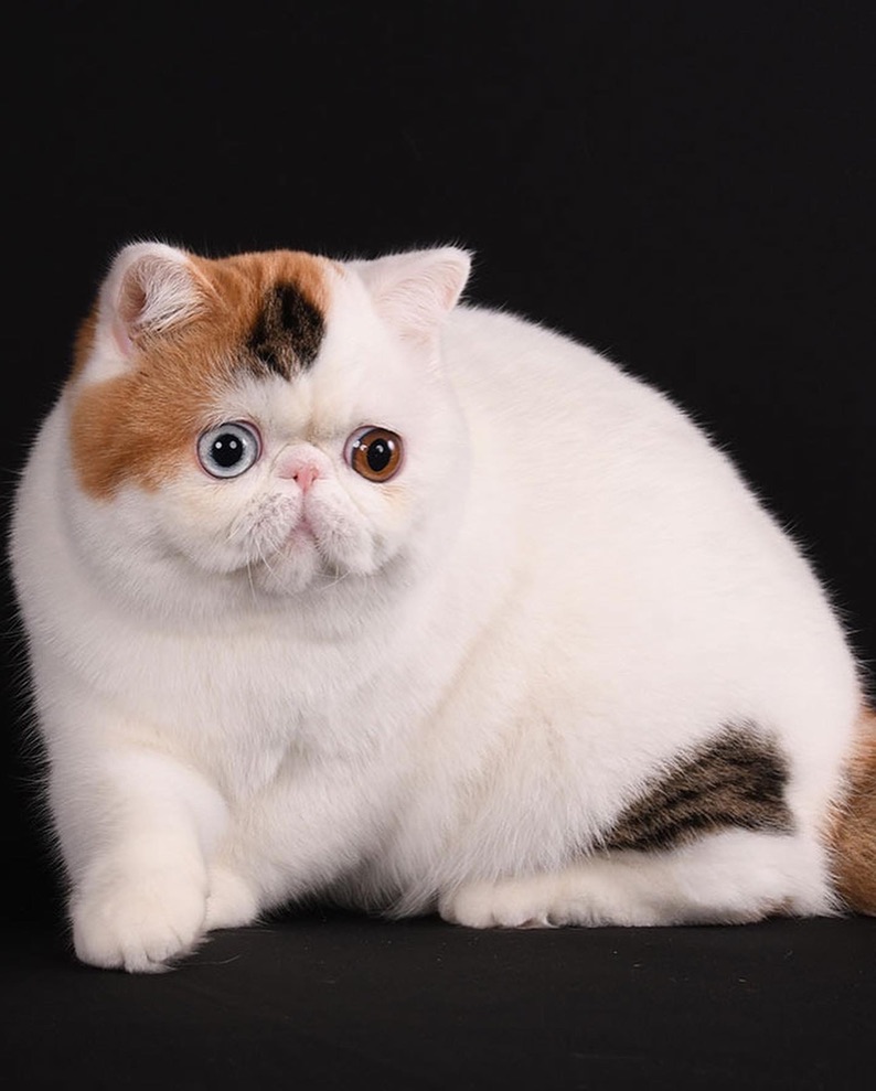 PL* Jantar Dora of Casa Belich - foto 5