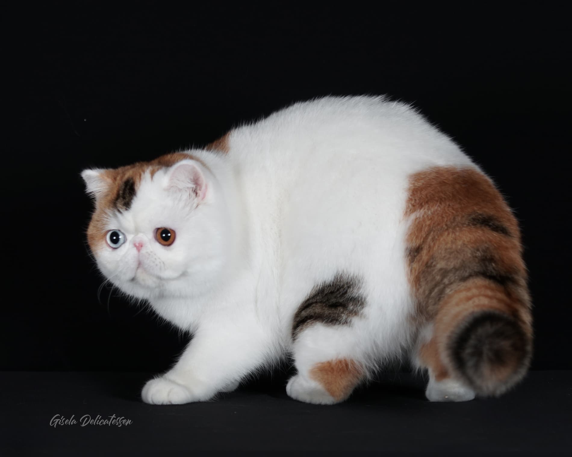 PL* Jantar Dora of Casa Belich - foto 7