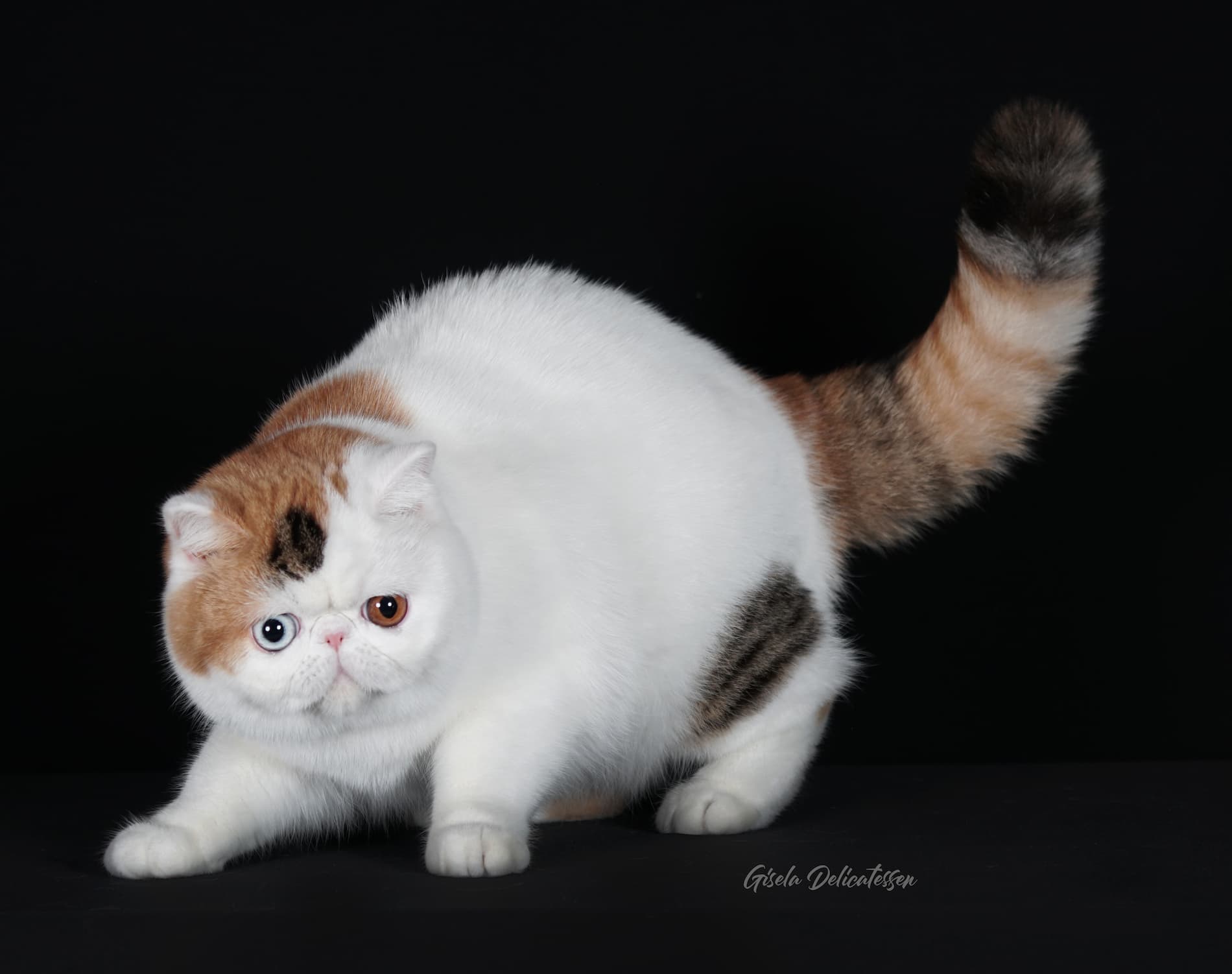 Nuestros Gatos - Foto de un gato adulto de Casa Belich