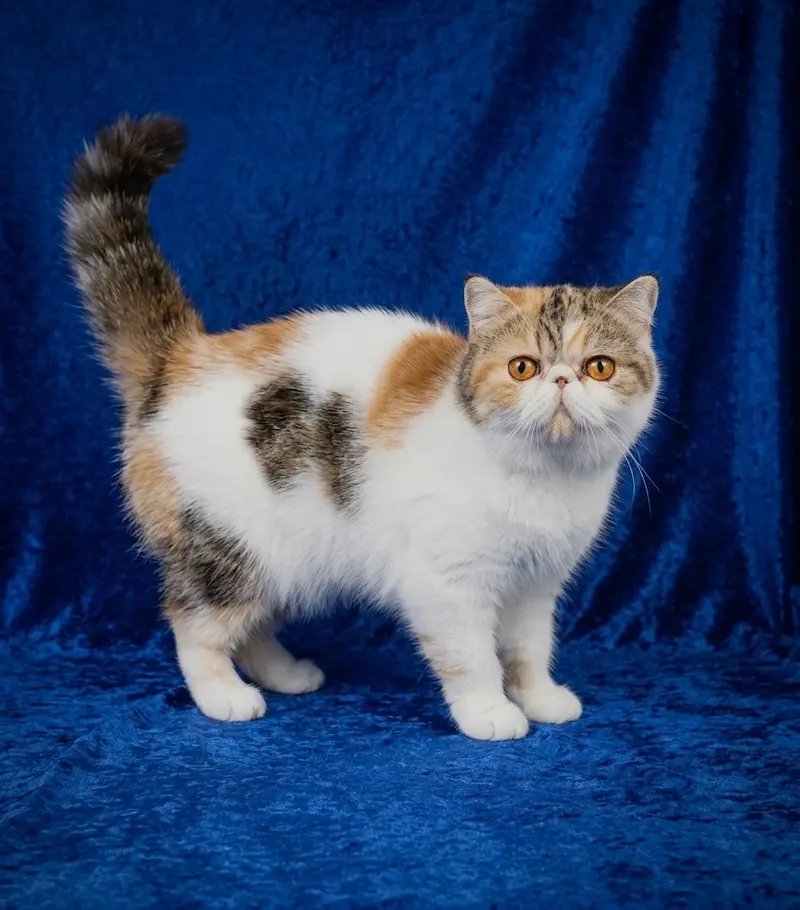 Casa Belich Latvija Rose - foto 6