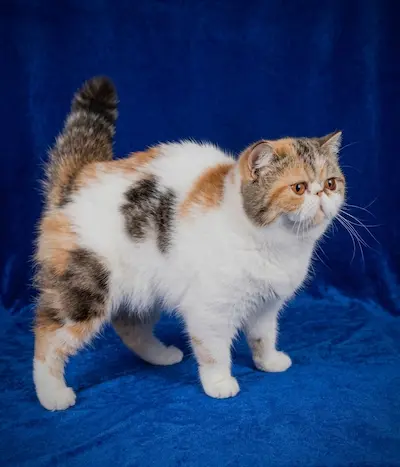 Casa Belich Latvija Rose foto 7