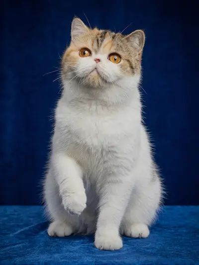 Casa Belich Latvija Rose foto 8