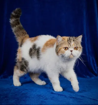 Casa Belich Latvija Rose foto 9