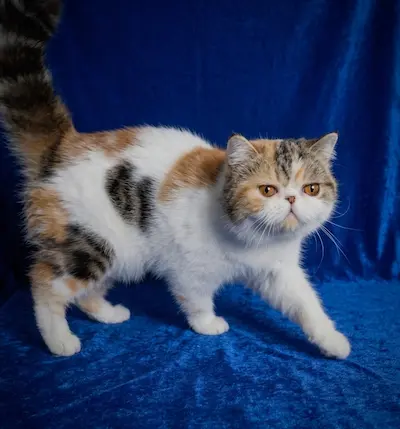 Casa Belich Latvija Rose foto 10