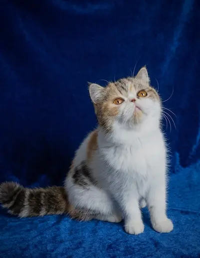 Casa Belich Latvija Rose foto 11