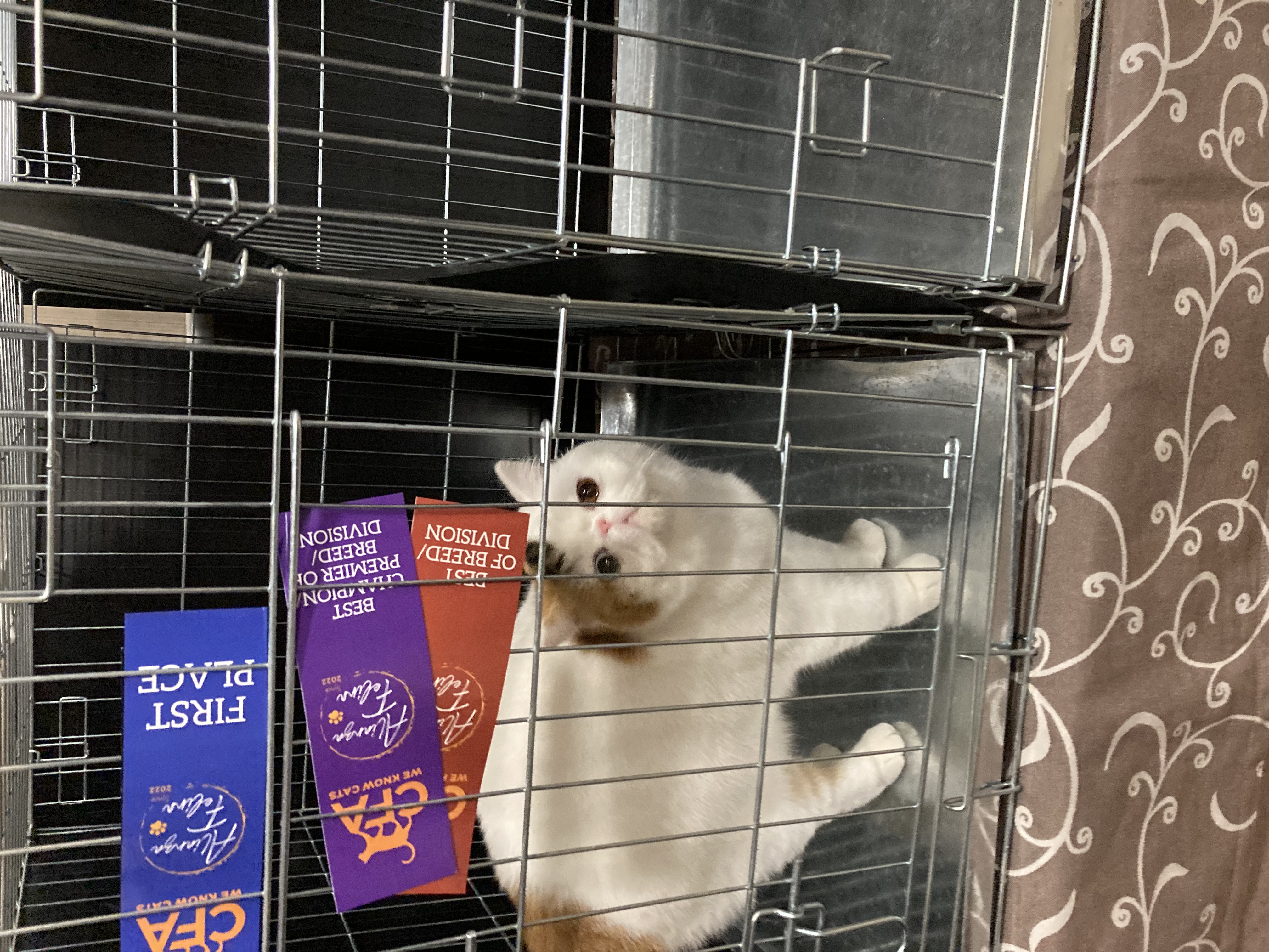 Imagen de la galería Resumén Fotografico - Torremolinos CFA Show 2023 1