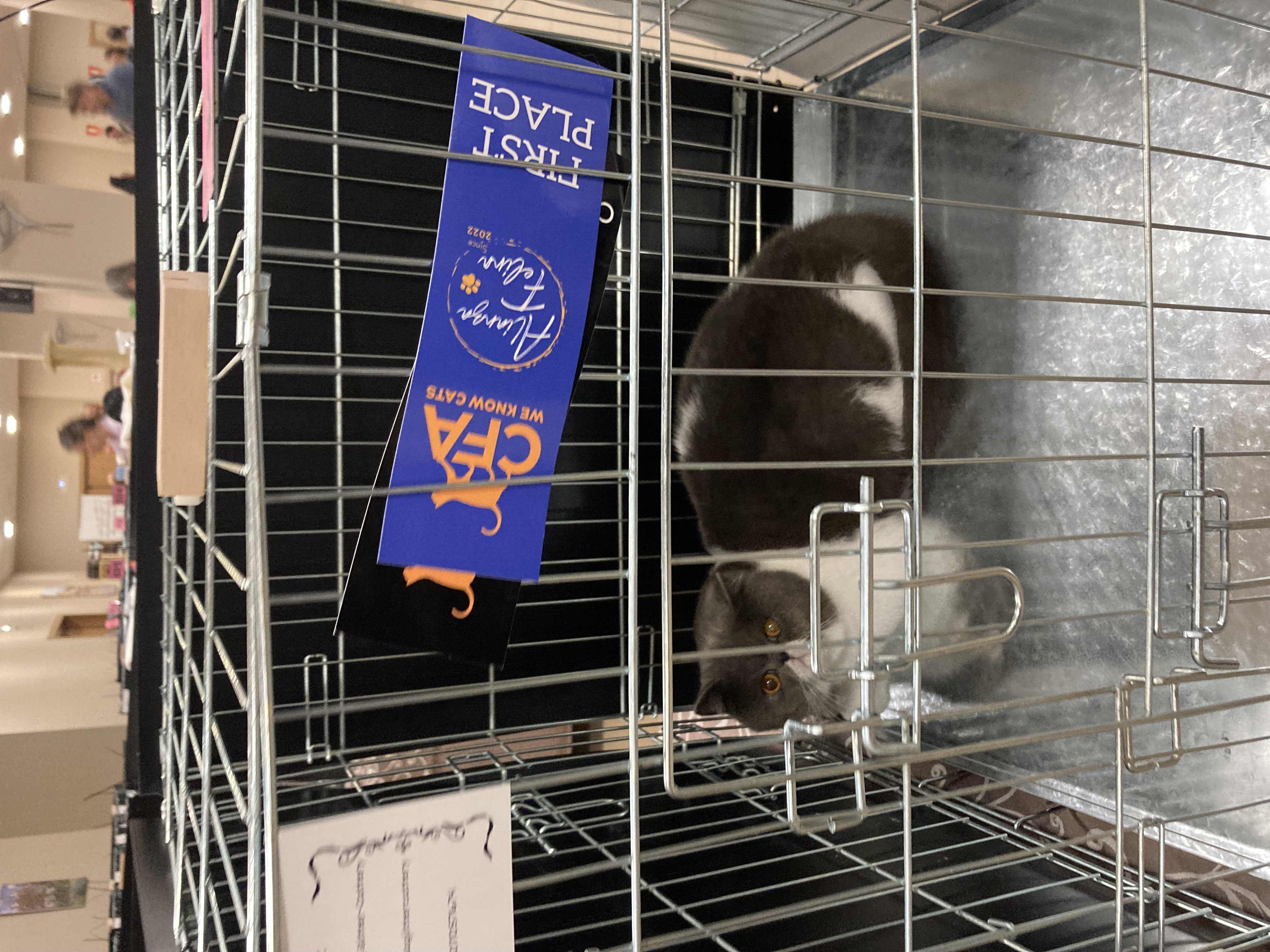 Imagen de la galería Resumén Fotografico - Torremolinos CFA Show 2023 2