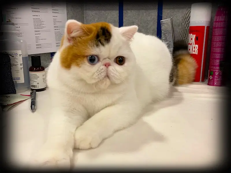 Imagen de la galería Resumén Fotografico - Torremolinos CFA Show 2023 4