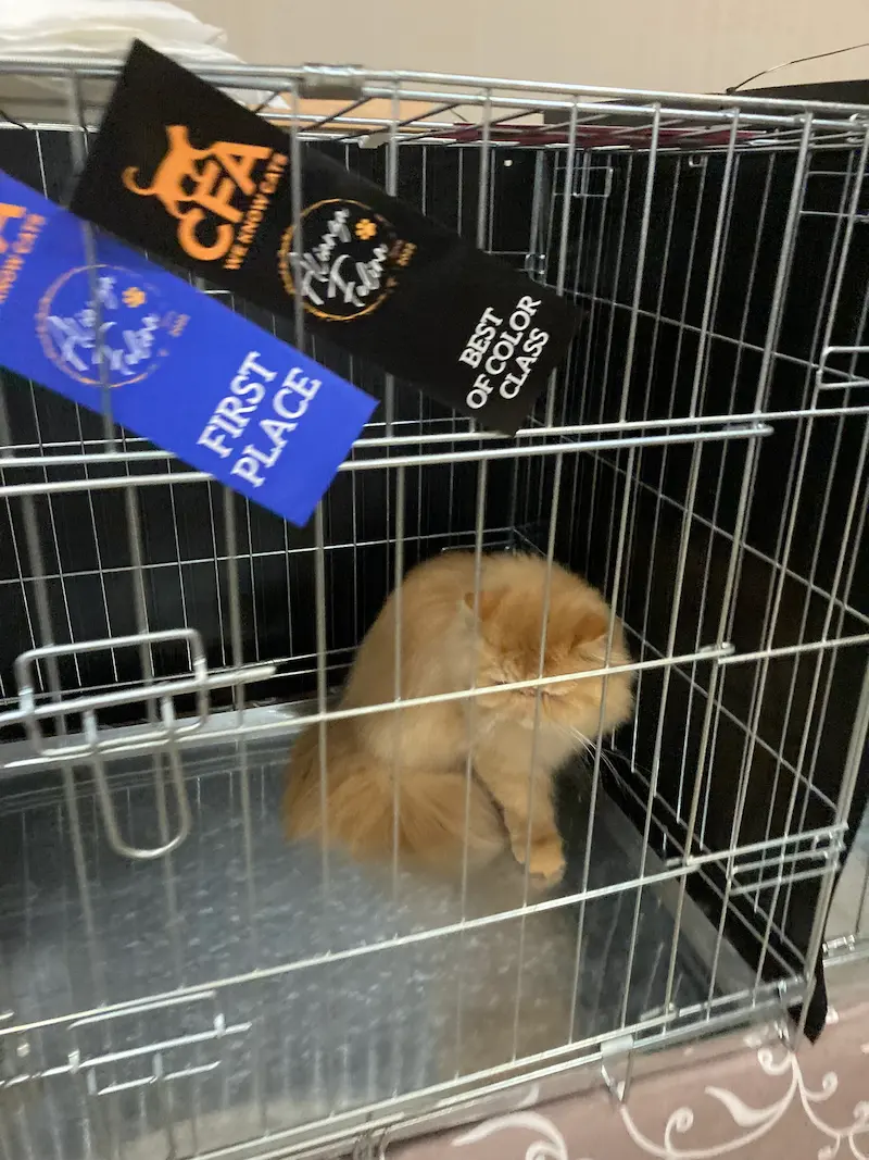 Imagen de la galería Resumén Fotografico - Torremolinos CFA Show 2023 5