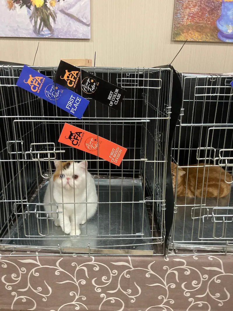 Imagen de la galería Resumén Fotografico - Torremolinos CFA Show 2023 8