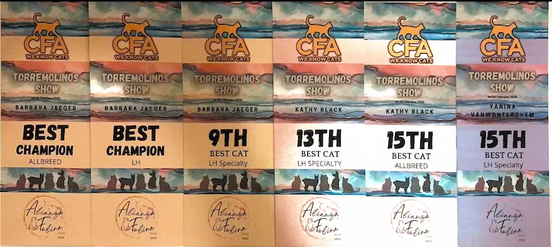 Imagen de la galería Resumén Fotografico - Torremolinos CFA Show 2023 10