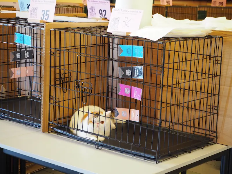 Imagen de la galería Resumen Fotográfico - San Genesio American Cat Show CFA 2