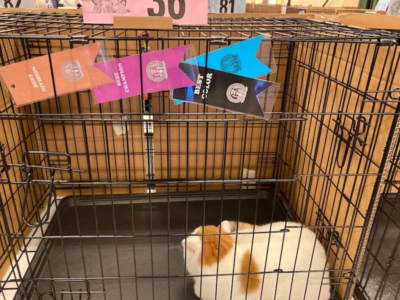 Imagen de la galería Resumen Fotográfico - San Genesio American Cat Show CFA 3