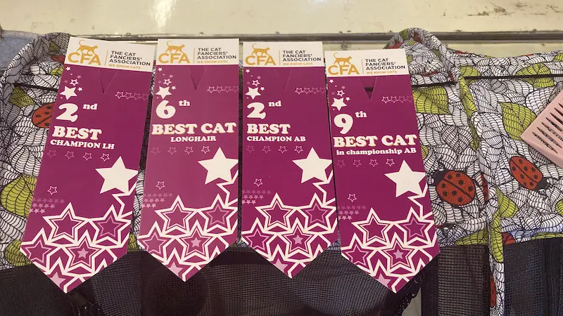 Imagen de la galería Resumen Fotográfico - San Genesio American Cat Show CFA 4