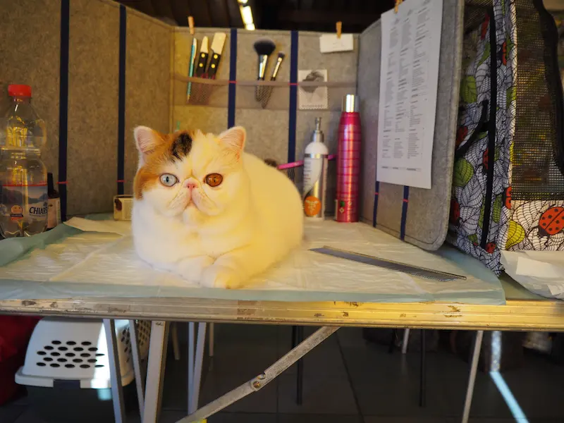 Imagen de la galería Resumen Fotográfico - San Genesio American Cat Show CFA 5