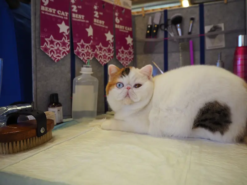 Imagen de la galería Resumen Fotográfico - San Genesio American Cat Show CFA 6