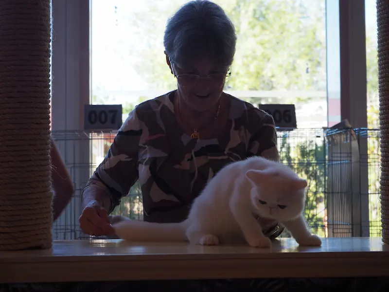 Imagen de la galería Resumen Fotográfico - Alcala de Henares  CFA Show 2