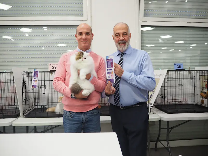 Imagen de la galería Resumen Fotográfico - Marmande American CFA Cat Show 2