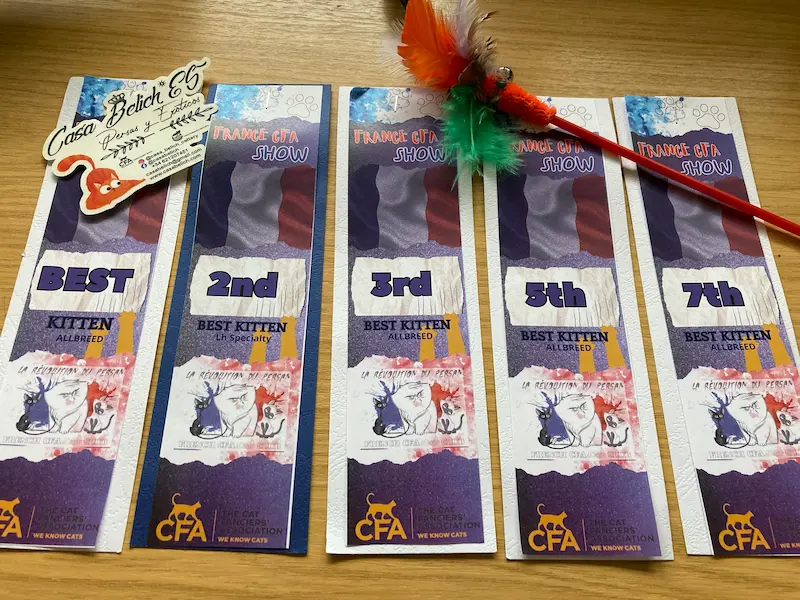 Imagen de la galería Resumen Fotográfico - Marmande American CFA Cat Show 6