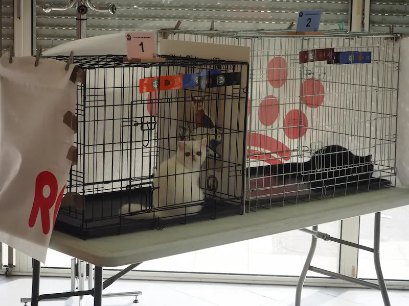 Imagen de la galería Resumen Fotográfico - Marmande American CFA Cat Show 9