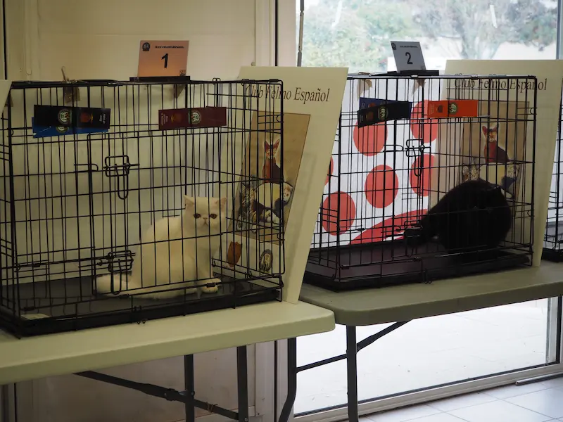 Imagen de la galería Resumen Fotográfico - Marmande American CFA Cat Show 11