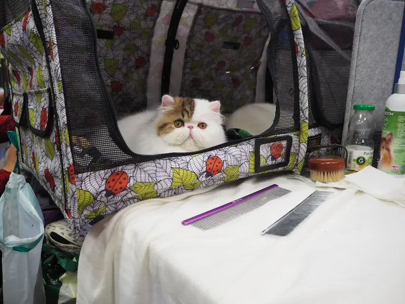 Imagen de la galería Resumen Fotográfico - Marmande American CFA Cat Show 12