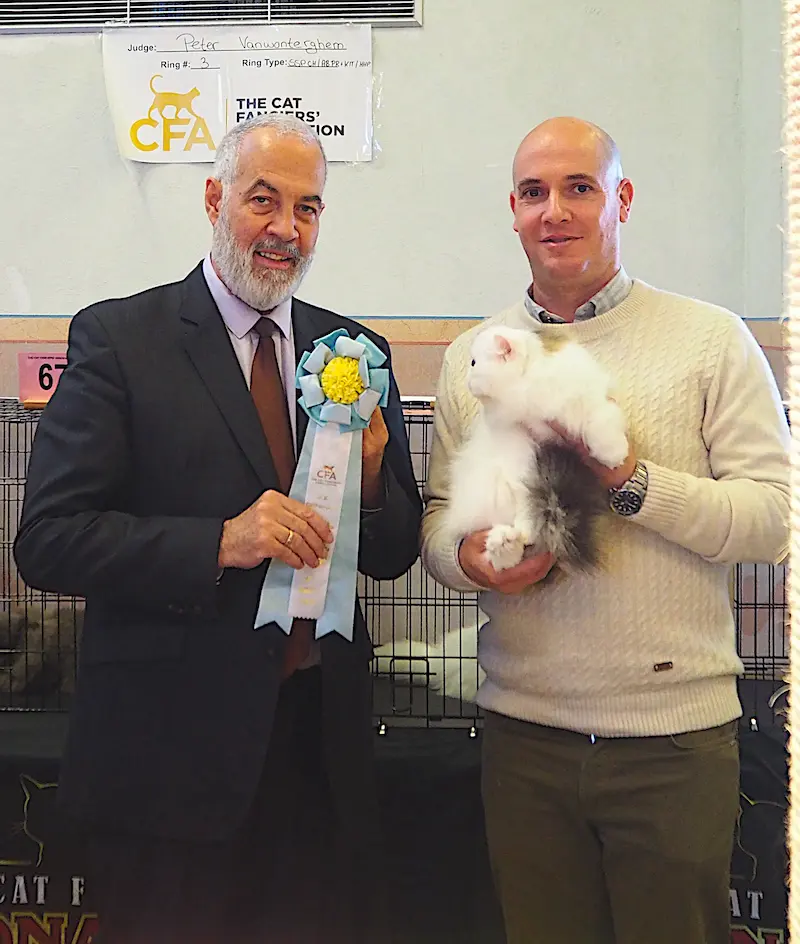 Imagen de la galería Resumen Fotográfico - Ash Lovers of Europe CFA Cat Show 2