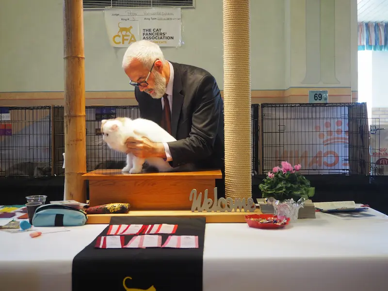 Imagen de la galería Resumen Fotográfico - Ash Lovers of Europe CFA Cat Show 8