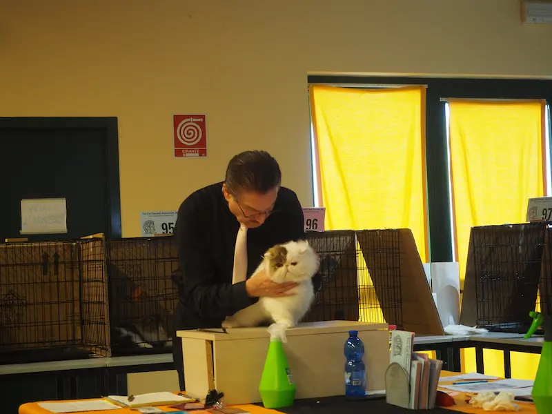 Imagen de la galería Resumen Fotográfico - American Cat CFA Show Noviembre 2024 7