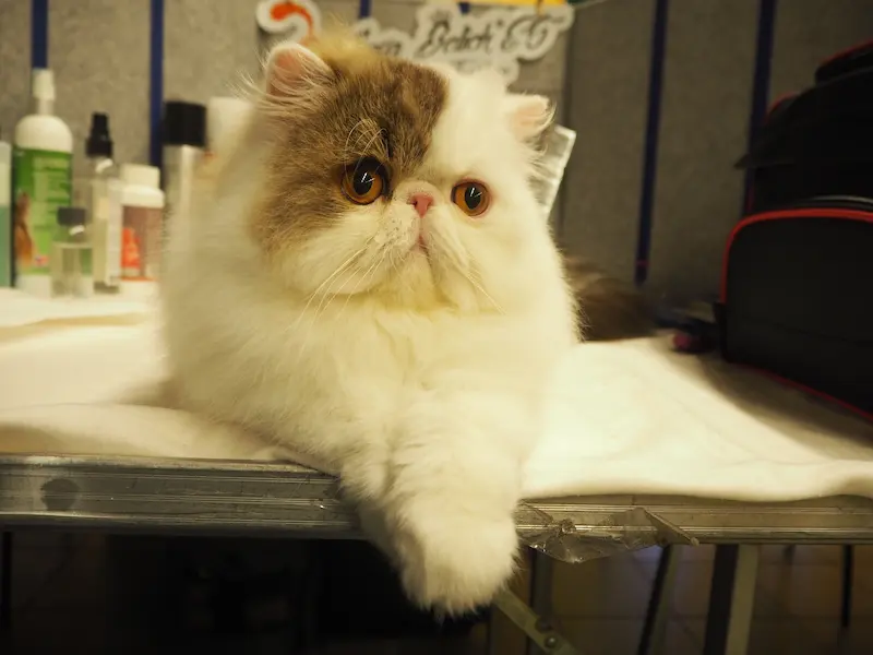 Imagen de la galería Resumen Fotográfico - American Cat CFA Show Noviembre 2024 8