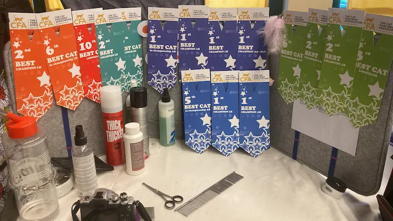 Imagen de la galería Resumen Fotográfico - American Cat CFA Show Noviembre 2024 10