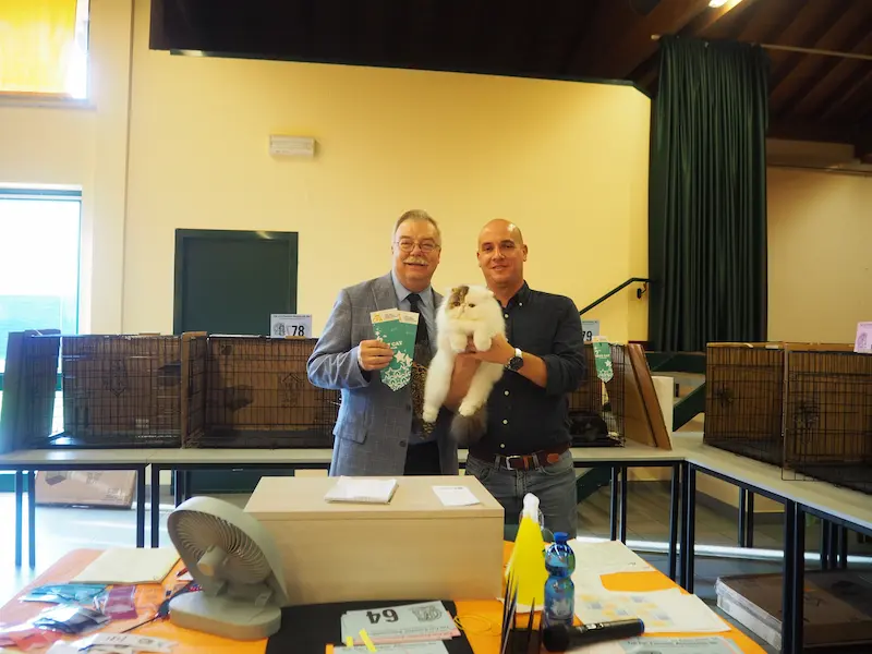 Imagen de la galería Resumen Fotográfico - American Cat CFA Show Noviembre 2024 12