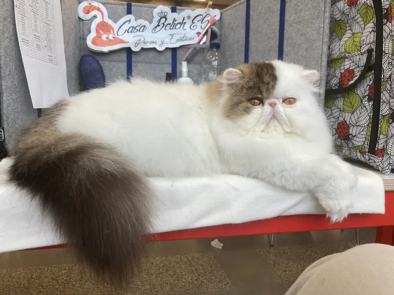 Imagen de la galería Resumen Fotográfico - CFA Wintershow 2024 7