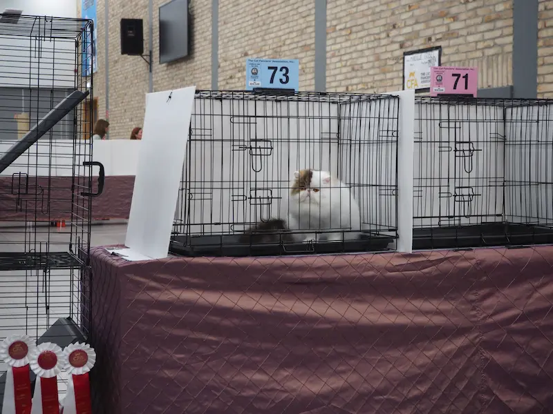 Imagen de la galería Resumen Fotográfico - CFA Wintershow 2024 8