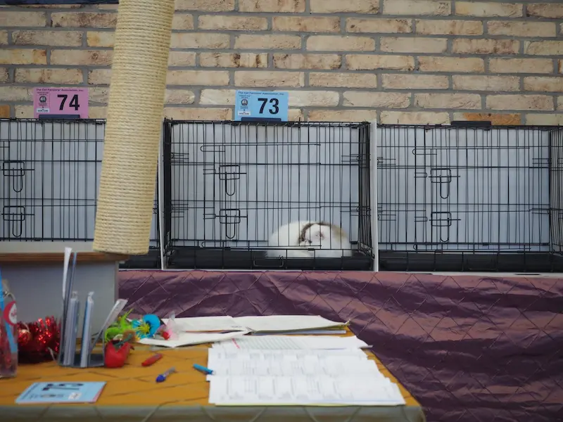 Imagen de la galería Resumen Fotográfico - CFA Wintershow 2024 9