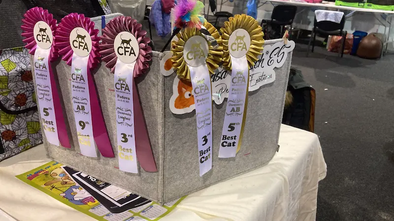 Imagen de la galería Resumen Fotográfico - Padova American CFA Cat Show 3