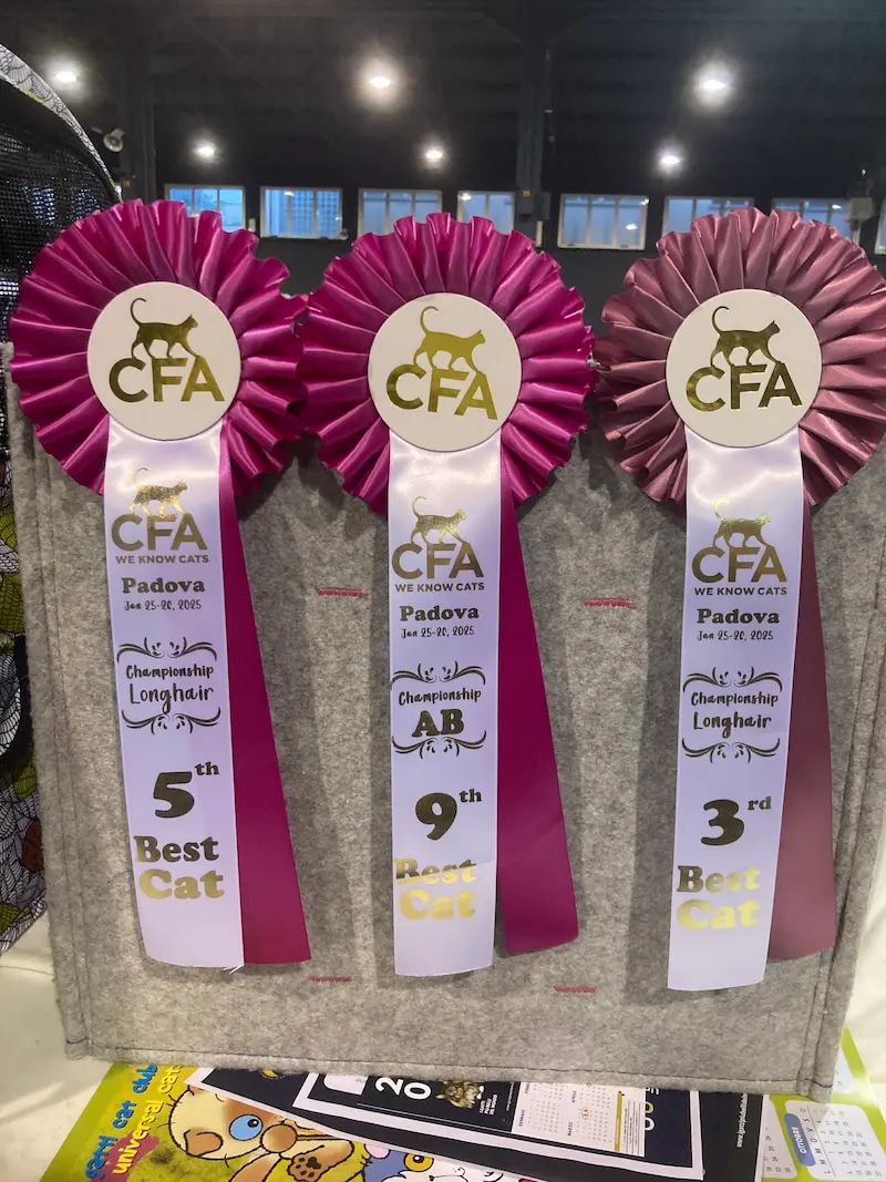 Imagen de la galería Resumen Fotográfico - Padova American CFA Cat Show 5