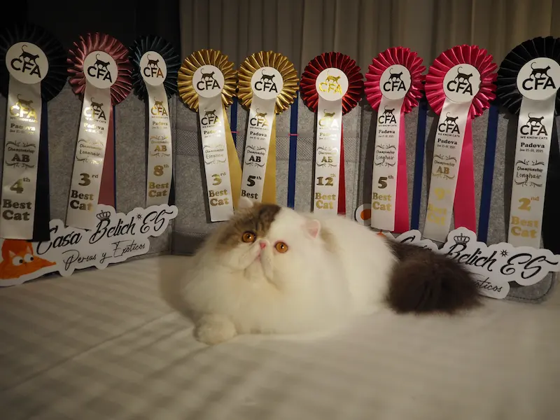 Imagen de la galería Resumen Fotográfico - Padova American CFA Cat Show 6