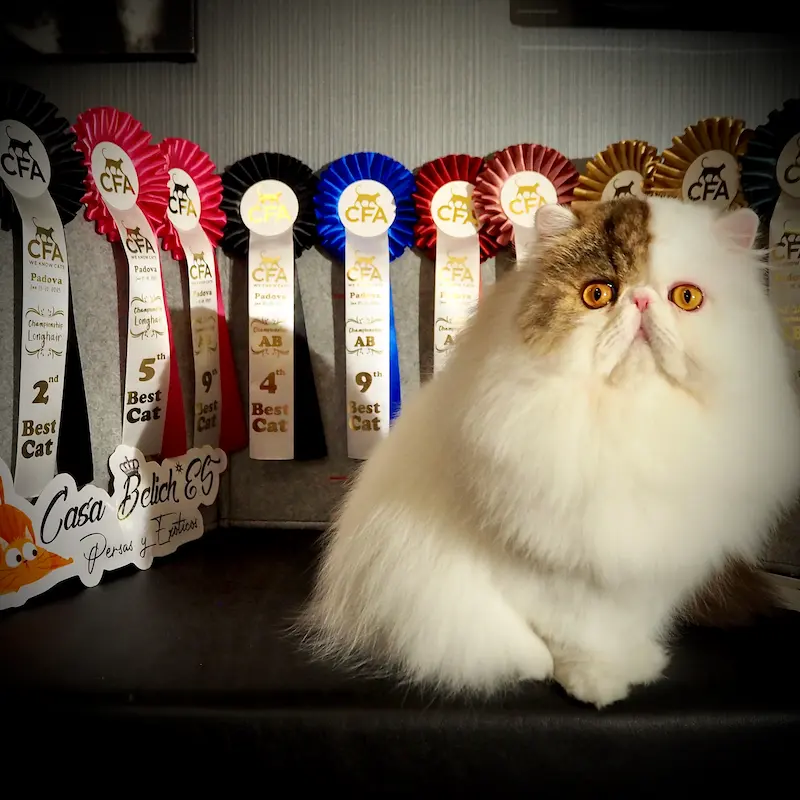 Imagen de la galería Resumen Fotográfico - Padova American CFA Cat Show 7