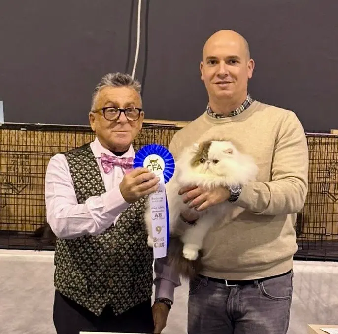 Imagen de la galería Resumen Fotográfico - Padova American CFA Cat Show 10