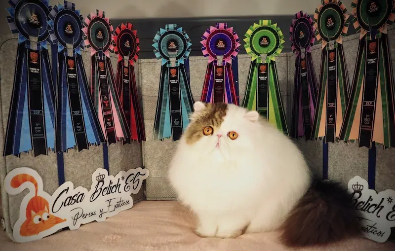 Imagen de la galería Resumen Fotográfico - 20th-21th International CFA Cat Show 3