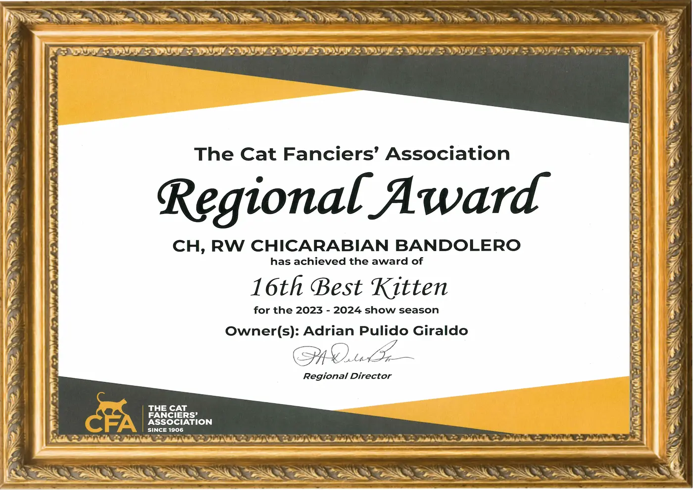 Imagen de Regional Winner Kitten