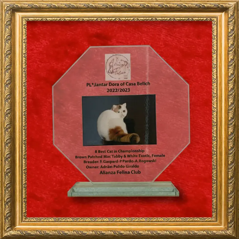 Imagen de 8th Best Cat CH Alianza Felina