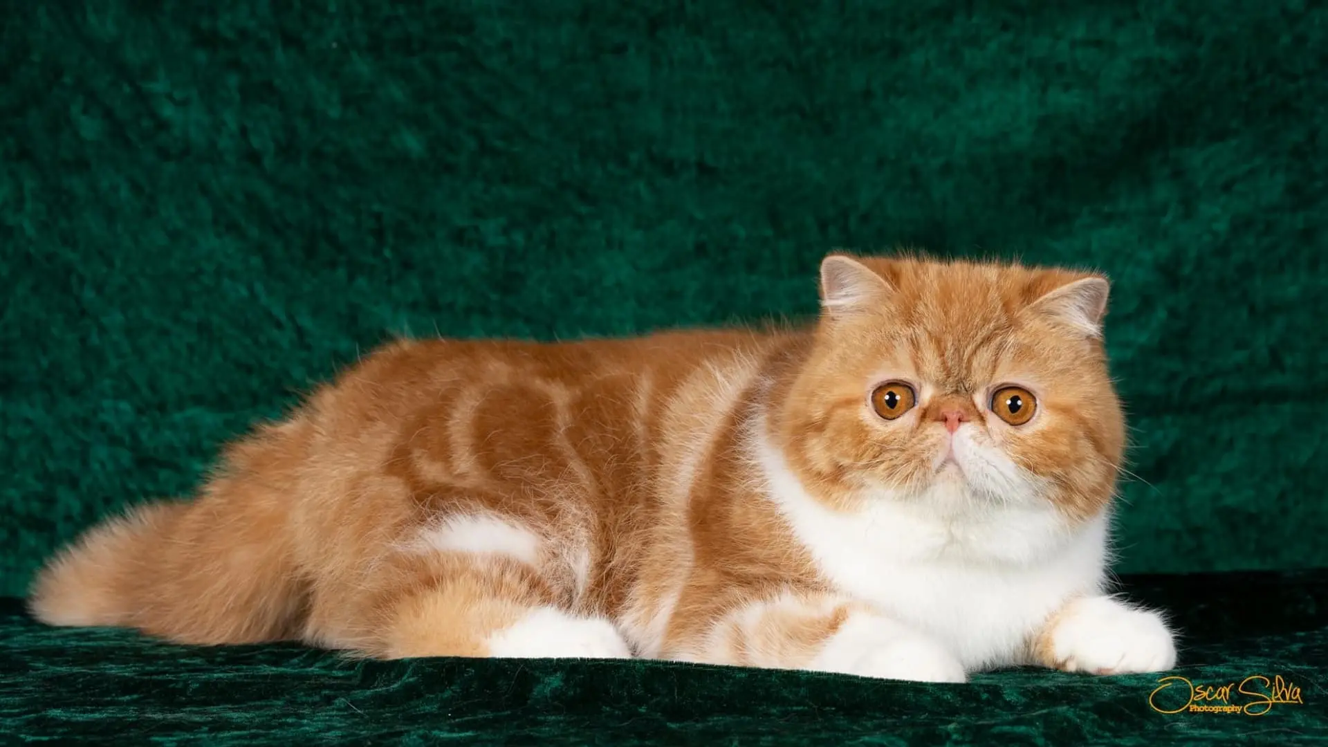 Gato persa o exótico del criadero Casa Belich