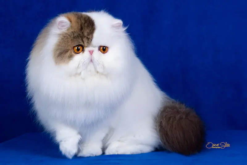 Gato persa o exótico del criadero Casa Belich